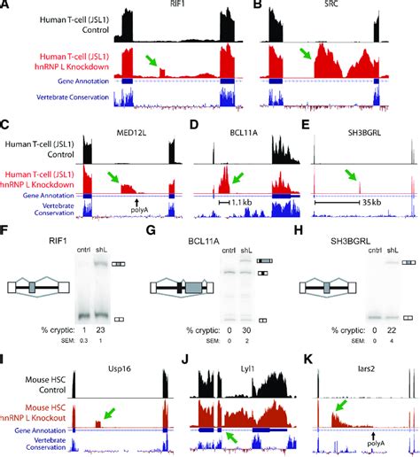 Human And Mouse HnRNP L Cryptic Exons Viewed In The UCSC Genome Browser