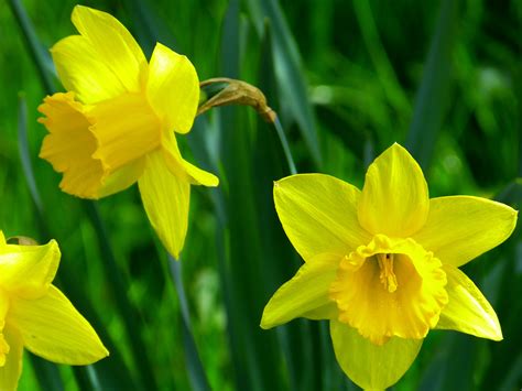 Free Images Blossom Flower Petal Bloom Spring Yellow Daffodil