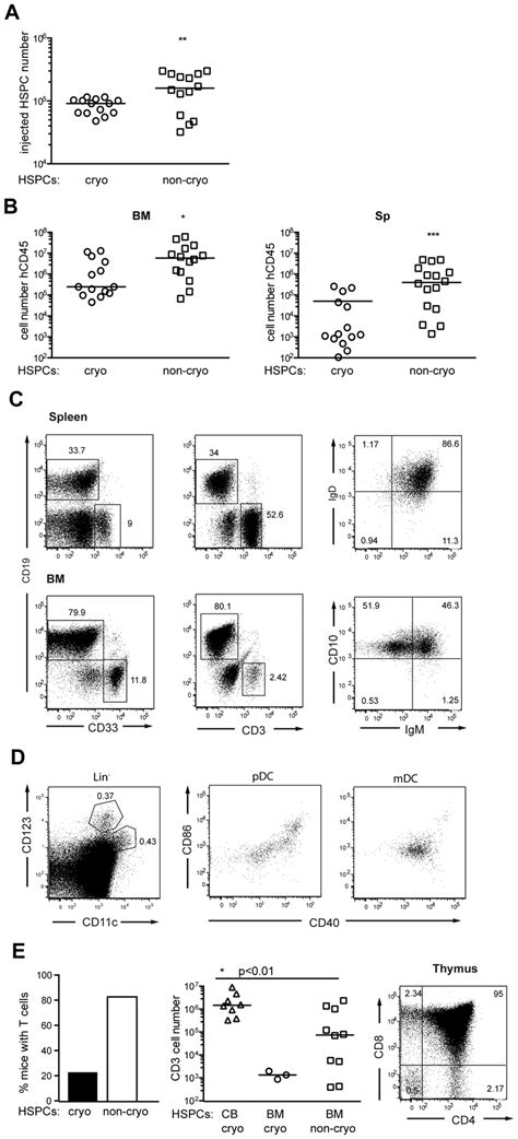 NSG mice engrafted with cryoconserved or noncryoconserved BM-HSPCs by... | Download Scientific ...