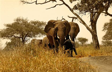 Herd Of Elephants Np Tarangire August 2005 Manada De Flickr