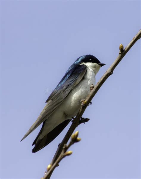 Tree Swallow Tachycineta Bicolor Stock Photo Image Of Feathers