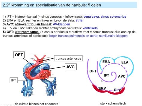 MemorAid Test 1A2 Week 7 Embryogenese 8 Kromming En