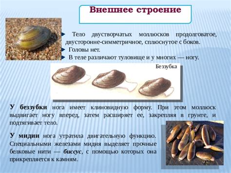 Двустворчатые моллюски
