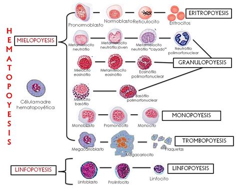 Sistema Hematopoyeticopptx Hematopoyesis Leucocito Porn Sex Picture