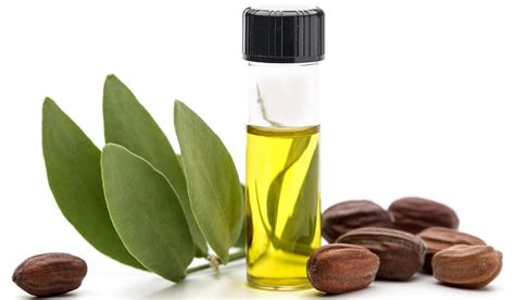 Jojoba Virgin Oil Simmondsia Chinensis Natural Alchemy