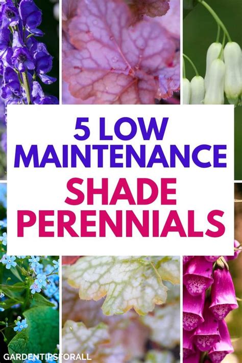 5 Low Maintenance Shade Perennials to Grow in Your Garden