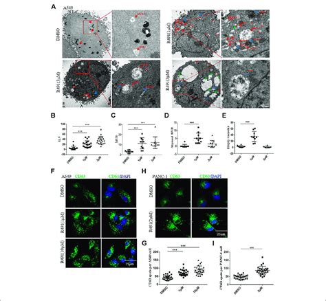 Analysis Of The Intracellular Vacuole Accumulation Induced By R491