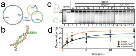 Effect Of Pich And Its Catalytic Activity On Dsdna Decatenation By The