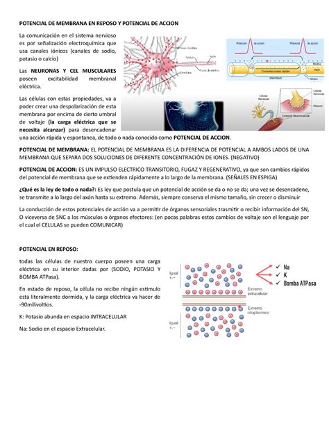 Potencial De Membrana En Reposo Y Potencial De Accion Potencial De