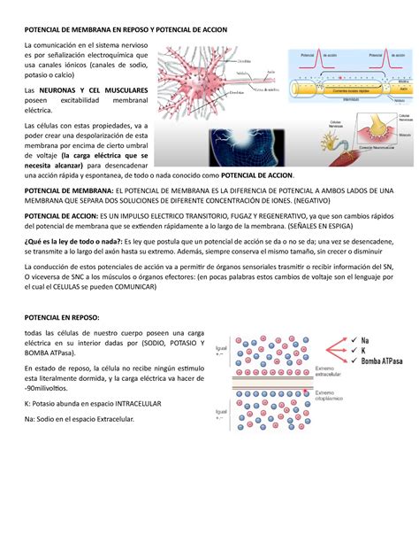 Potencial De Membrana En Reposo Y Potencial De Accion Potencial De