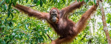 Rundreise Höhepunkte Borneos ab Kuching Tischler Reisen Reise Angebot