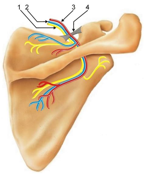 Suprascapular Nerve Block Ultrasound