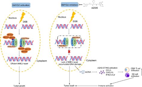 Schematic Model Of Smyd Inhibition Mediated Hypomethylation Of Ku