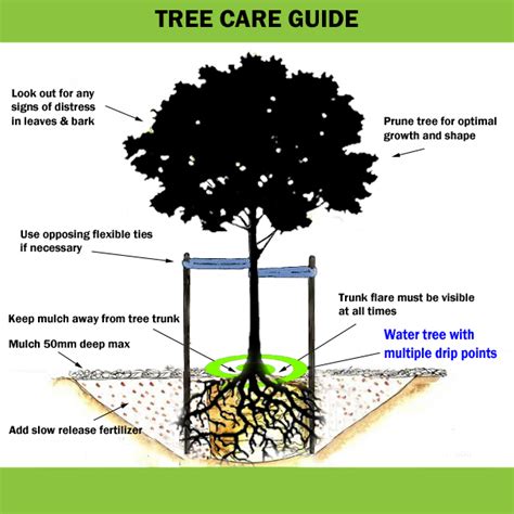 Tree Care Guide Trees Sa