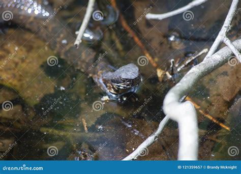 Cottonmouth Snake in Natural Habitat Stock Image - Image of cottonmouth ...