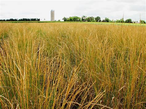 Thinopyrum Intermedium Carbon Sequestration Perennials Sustainable