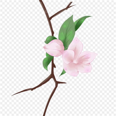 Flowers Blooming Clipart Transparent Background Pink White Flowering