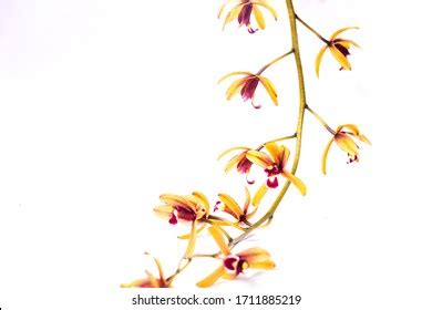 Cymbidium Finlaysonianum Images Stock Photos Vectors Shutterstock