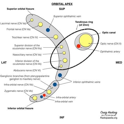 Superior Orbital Fissure Nerves