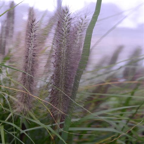 Pennisetum Alopecuroides Black Beauty