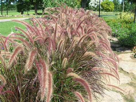 How To Grow Ornamental Grasses Growing Caring For Ornamental Grass