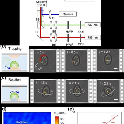 Opto Thermo Osmotic Rotation Techniques A Experimental Setup Hwp