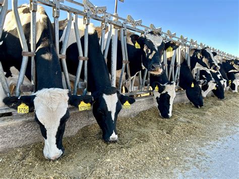 Dimmitt Texas Dairy Farm Explosion How 18000 Cows Died In One Fire