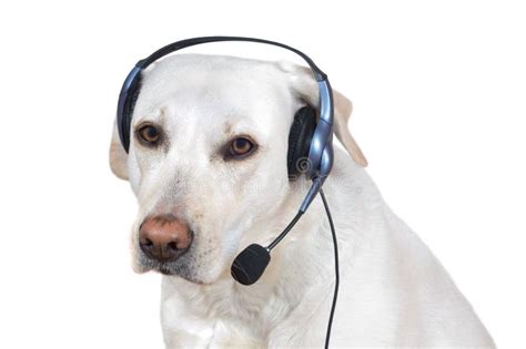 Operador De La Ayuda Del Perro Foto De Archivo Imagen De Ayudante