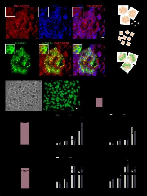 Calcoco Knockdown Reduces Insulin Content In Primary Human