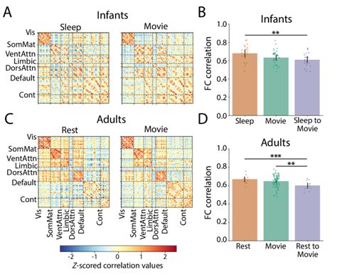 Functional Connectivity In Infants And Adults In Different Behavioral Download Scientific