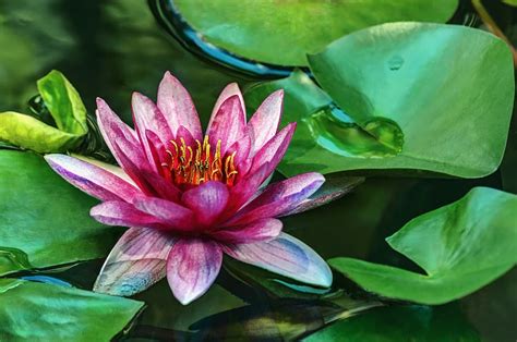 Hd Wallpaper Water Lily Flower Park Pond Flora Water Plants Pink