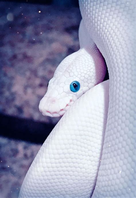 Blue Eyes, White Scales - Stunning Albino Snake