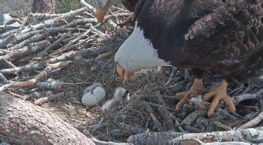 A pair of bald eagles look on as an egg hatches near Big Bear Lake on ...