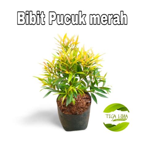 Jual Bibit Pohon Pucuk Merah Tanaman Hias Outdoor Pohon Pucuk Merah