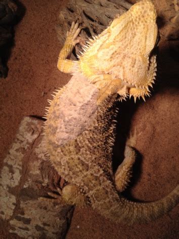 health - What is this dull patch on my bearded dragon? - Pets Stack Exchange