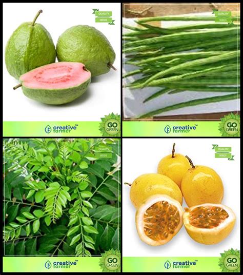 Creative Farmer Plant Gardening Combo Tree Seeds Psidium Guava Drumstick Murraya Koenigii