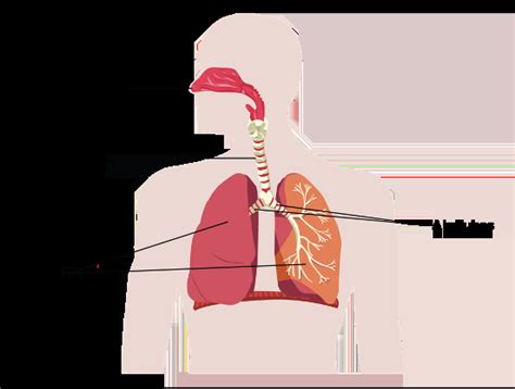 Human Respiratory System, Its Parts & Breathing Rate | Geniebook