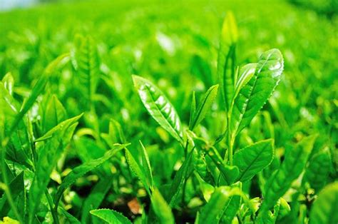 Green Tea Philippines: Green Tea Plant: Where is Green Tea Extracted ...