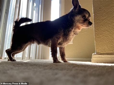 Chubby Chihuahua Who Weighed 18lbs Loses More Than Half His Body Weight