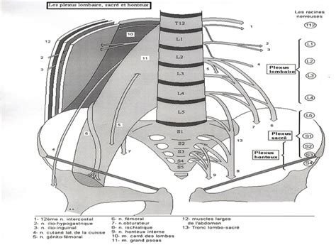 Les plexi fémoral sciatique et honteux Palli Science site officiel