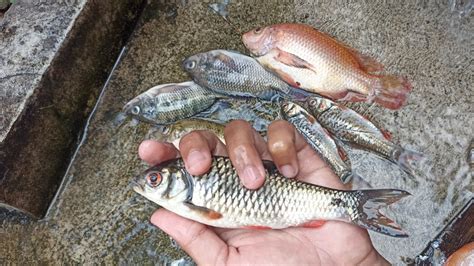 Teknik Memancing Ikan Wader Sirip Merah YouTube