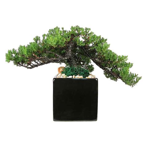 Square Vase With Bonsai Tree Pack Wholesale Eve S Garden Inc