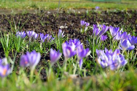 Wczesna Wiosna W Krakowskim Ogrodzie Botanicznym