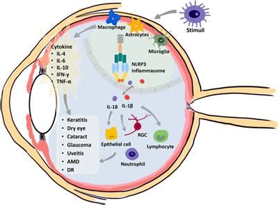 Frontiers Pyroptosis A New Insight Into Eye Disease Therapy