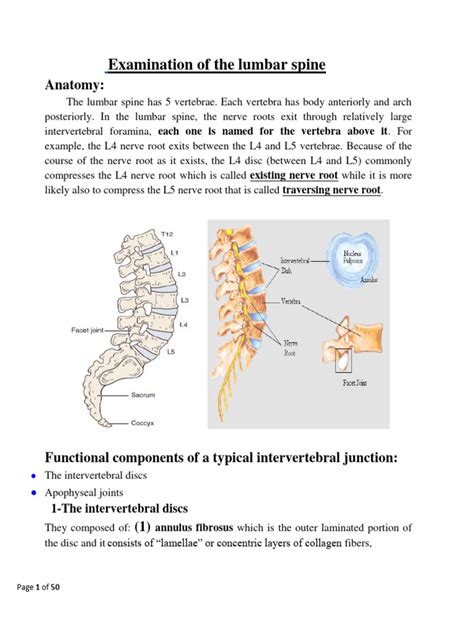 lumbar spine section  vertebral column vertebra