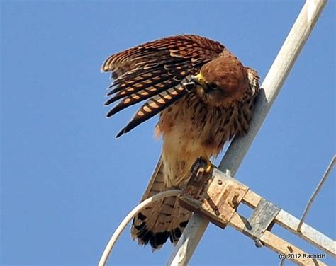 Dsc Common Kestrel Falco Tinnunculus Faucon C Flickr