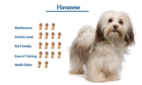 Havanese Dog Breed - Native Breed.org
