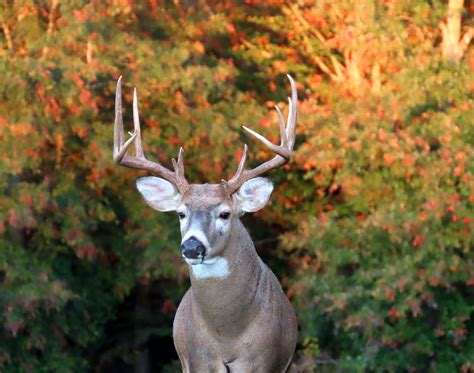 Handsome Buck On An Autumn Evening Walk (Canon SX70 HS, Delaware) : r/deer
