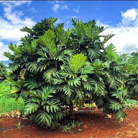 Learn About Breadfruit And Its Journey To Hawaii Ulu Ulu Mana