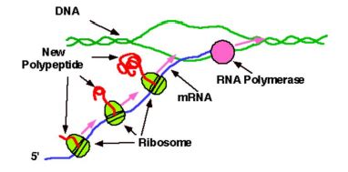 Solved 15 Transfer RNA TRNA Is A Ribonucleic Acid Chegg